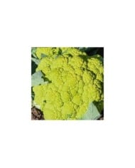 Chou-fleur vert Di Macerata