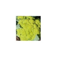 Chou-fleur vert Di Macerata