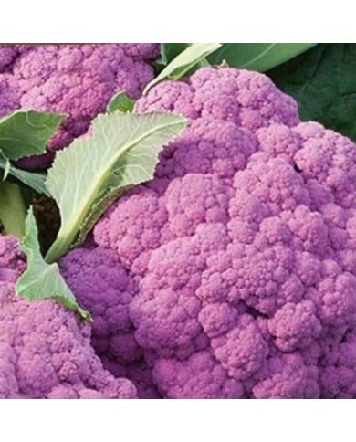 Chou-fleur Rose Parmac HF1