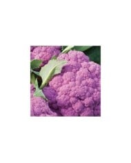 Chou-fleur Rose Parmac HF1
