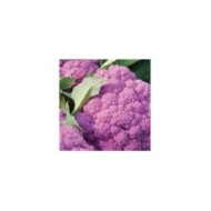 Chou-fleur Rose Parmac HF1