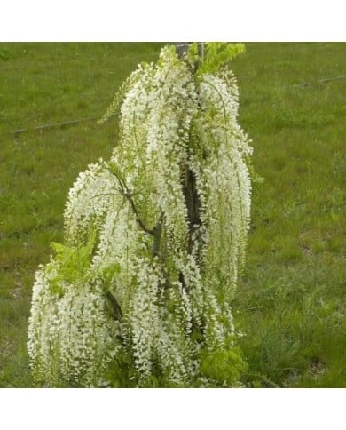 Glycine du Japon Alba