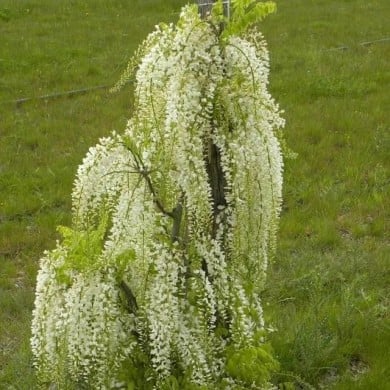 Glycine du Japon Alba