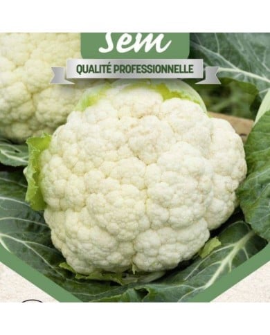 Chou fleur Primus - gros plan