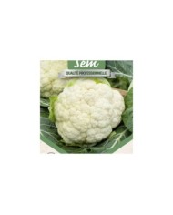 Chou fleur Primus - gros plan