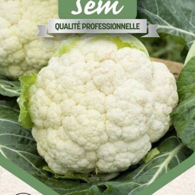Chou fleur Primus - gros plan
