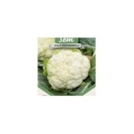 Chou fleur Primus - gros plan