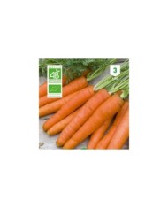 Carotte Nantaise Bio