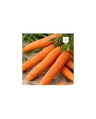 Carotte Berlicum