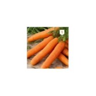 Carotte Berlicum