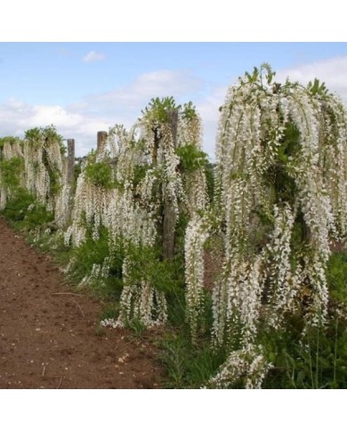 Glycine du Japon Alba
