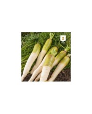 Carotte fourragère blanche à collet vert