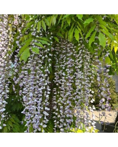 Glycine du Japon 'Macrobotrys'