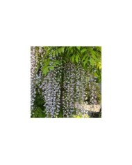 Glycine du Japon 'Macrobotrys'