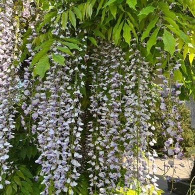 Glycine du Japon 'Macrobotrys'