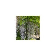 Glycine du Japon 'Macrobotrys'