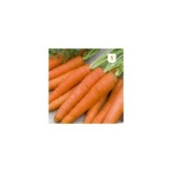 Carotte Nantaise