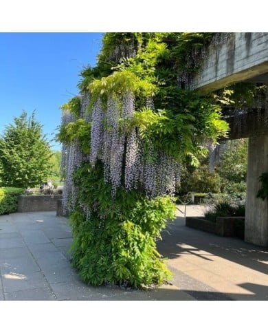Glycine du Japon 'Macrobotrys'