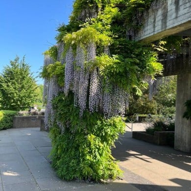 Glycine du Japon 'Macrobotrys'