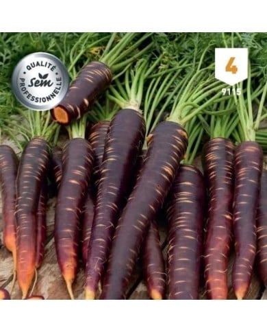 Carotte Purple Haze F1