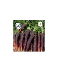 Carotte Purple Haze F1