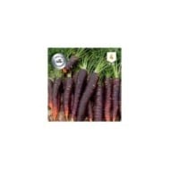 Carotte Purple Haze F1
