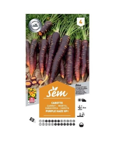 Carotte Purple Haze F1 (sachet)