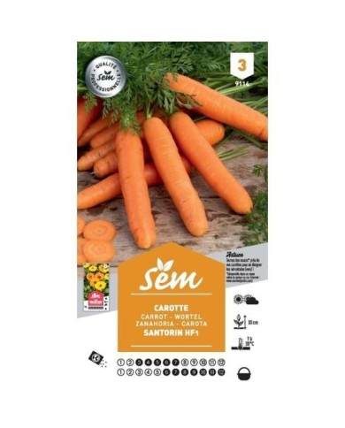 Carotte Santorin F1 (sachet)