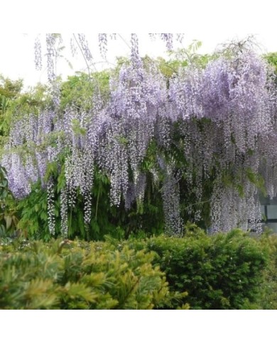 Glycine du Japon 'Macrobotrys'