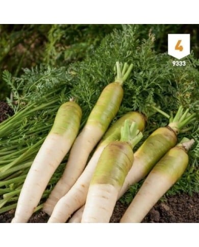 Carotte fourragère blanche à collet vert XXL