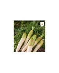 Carotte fourragère blanche à collet vert XXL