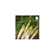 Carotte fourragère blanche à collet vert XXL