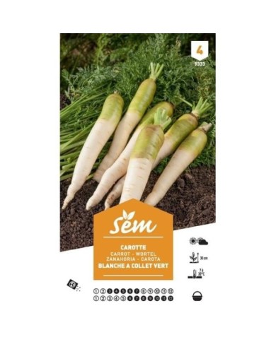 Carotte fourragère blanche à collet vert XXL (sachet)