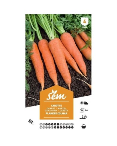 Carotte Flakkee Colmar XXL (sachet)