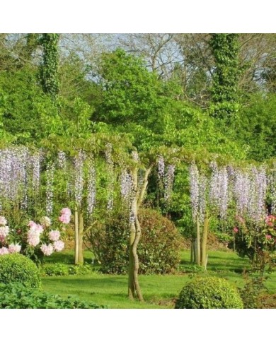Glycine du Japon 'Macrobotrys'