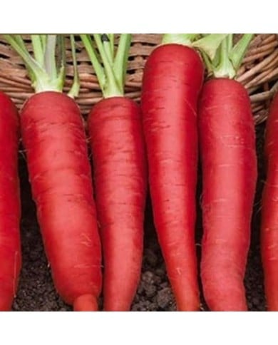 Carotte Atomic red