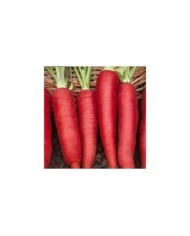 Carotte Atomic red
