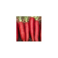 Carotte Atomic red
