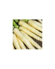 Carotte white satin purple