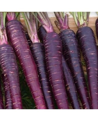 Carotte Purple Sun