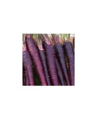 Carotte Purple Sun