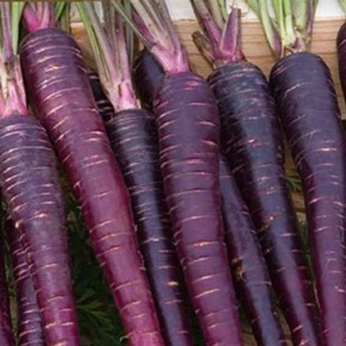 Carotte Purple Sun