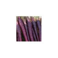 Carotte Purple Sun