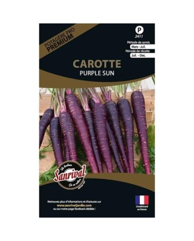 Carotte Purple Sun (sachet)
