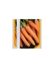 Carotte Nantaise 2 en ruban