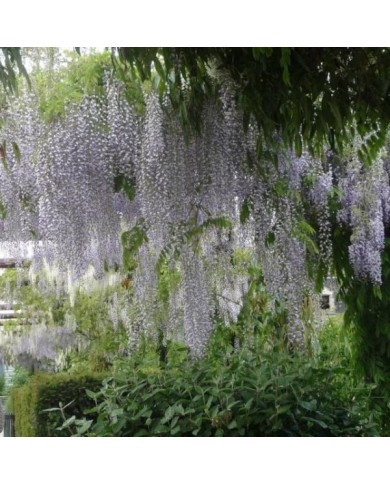 Glycine du Japon 'Macrobotrys'