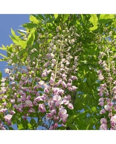Glycine du Japon 'Pink Ice'