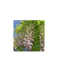 Glycine du Japon 'Pink Ice'