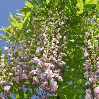 Glycine du Japon 'Pink Ice'