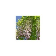 Glycine du Japon 'Pink Ice'